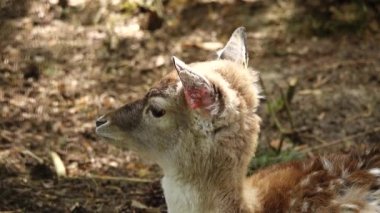 bebek Daniel common (dama dama dama) vahşi doğada yakın çekim