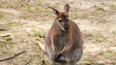 Kırmızı kanguru (makropus rufus) açık havada bir ağaç dalı yer.