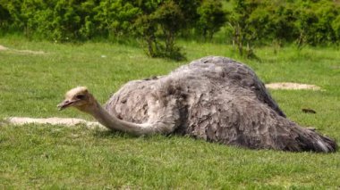 Tembel Afrika devekuşu yerde yatar ve ot yer.