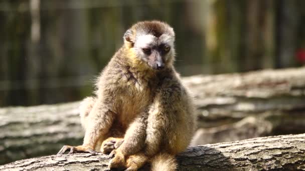 Lemure Rosso Eulemur Rufus Allo Stato Selvatico — Video Stock