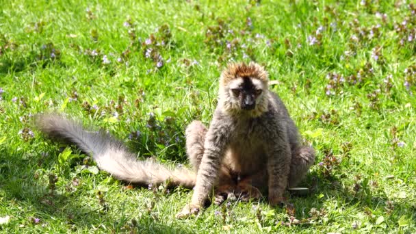 Red Lemur Eulemur Rufus Wild — Stock Video