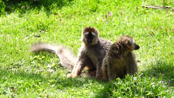 Deux Lémuriens Roux Eulemur Rufus Dans Nature — Video