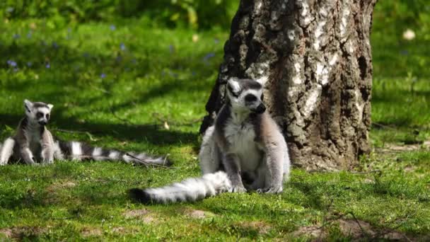 Hona Ring Tailed Lemur Lemur Catta Leker Med Barnet Utomhus — Stockvideo