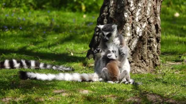 Hona Ring Tailed Lemur Lemur Catta Leker Med Barnet Utomhus — Stockvideo