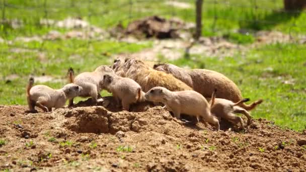 Família Cauda Prairie Cães Cynomys Ludovician Natureza — Vídeo de Stock