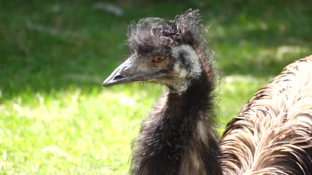 Chef För Struts Emu Närbild Det Vilda — Stockvideo
