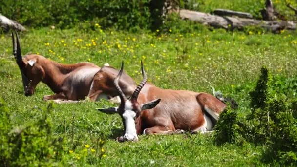 Два Blesbok Антилопы Лежит Зеленой Траве Дикой Природе — стоковое видео