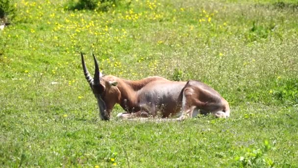 Blesbok Антилопы Лежит Зеленой Траве Дикой Природе — стоковое видео
