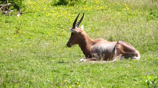 Antilope Blesbok Trova Erba Verde Natura — Video Stock