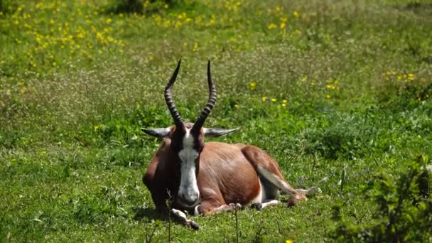 Blesbok Antilope Ligt Groen Gras Het Wild — Stockvideo