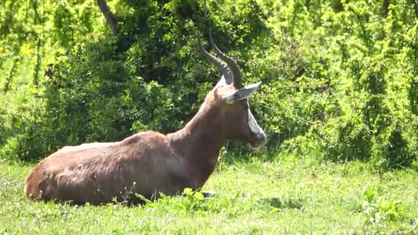Blesbok Antilopa Leží Zelené Trávě Divočině — Stock video