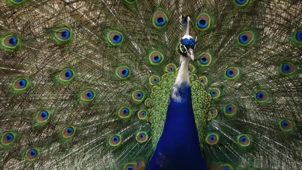 Κοντινό Πλάνο Του Παγωνιού Που Δείχνει Όμορφα Φτερά Του — Αρχείο Βίντεο