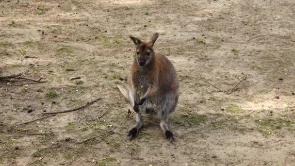 Kırmızı Kanguru Makropus Rufus Açık Havada Bir Ağaç Dalı Yer — Stok video