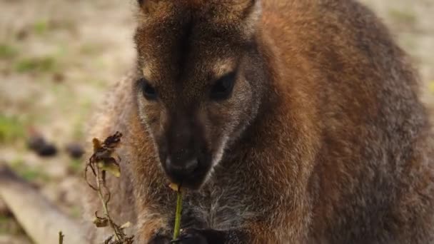 캥거루 Macropus Rufus 야외에서 가지를 먹습니다 — 비디오