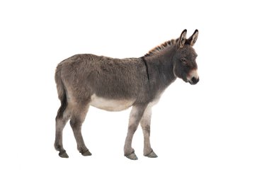 Beyaz arka planda yünlü Somali eşeği