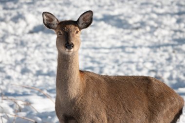  Geyik dişi geyik karlı bir ormanın arka planında