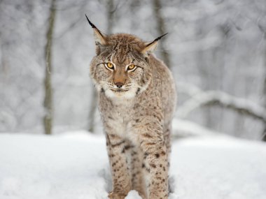  Beyaz arkaplanda izole edilmiş vaşak portresi