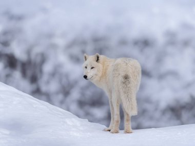 Kutup kurdu ormanın arka planında duruyor.