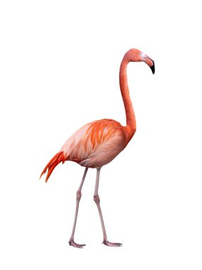 Beyaz arkaplanda izole edilmiş şarkı söyleyen flamingo