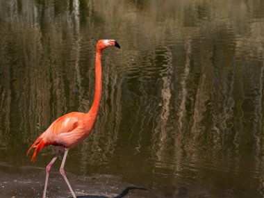 Suyun arka planında kırmızı flamingo