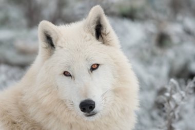 Lahana güvercini beyaz arka planda izole edilmiş.