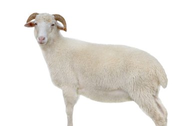 beyaz arkaplanda izole edilmiş koyun