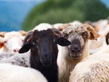 Otlaktaki güzel dağ koyunlarının portresi