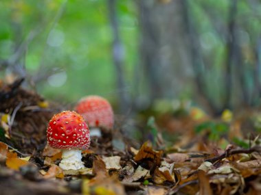 Ormanda kızıl sineklik.