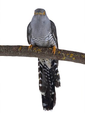 guguk kuşu beyaz arkaplanda izole edildi