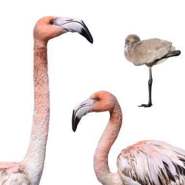 Pembe flamingo ve küçük flamingo beyaz arkaplanda izole edilmiş.