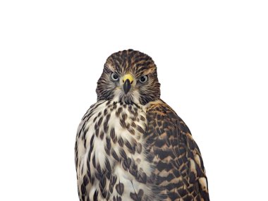 kazacı gentilis beyaz arkaplanda izole edildi