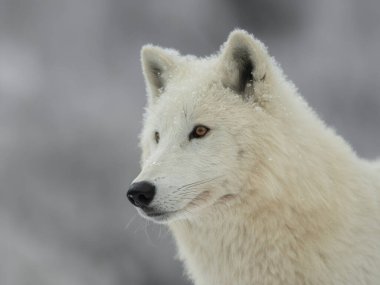 Gri arka planda beyaz bir kurdun portresi