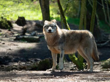 Gray wolf stands and looks towards the forest clipart