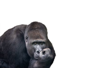 Düşünceli batı gorili beyaz arka planda izole edilmiş.