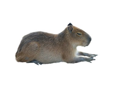 Hidrokorot beyaz arkaplanda izole edilmiş.