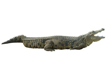  Beyaz arka planda izole edilmiş açık ağızlı timsah (crocodylus niloticus)