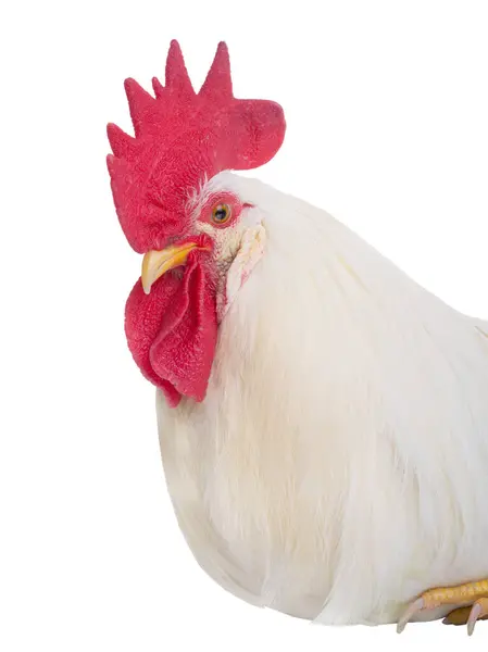 White Rooster Portrait Isolated White Background — Stock Photo, Image