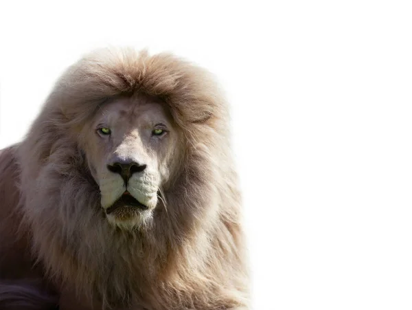 白い背景に隔離されたライオンの肖像画 — ストック写真