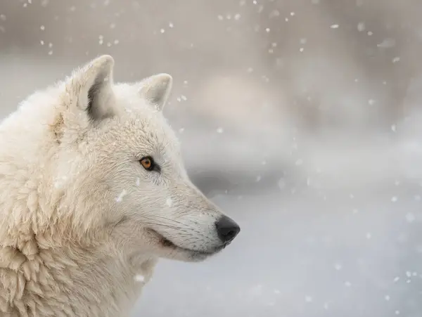 Retrato Lobo Polar Contra Pano Fundo Queda Neve — Fotografia de Stock
