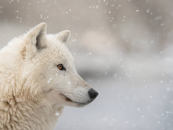 Portrait of a polar wolf against the backdrop of falling snow