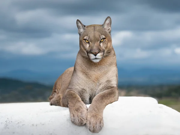 Hermosa Puma Orgulloso Acostado Sobre Telón Fondo Las Montañas — Foto de Stock