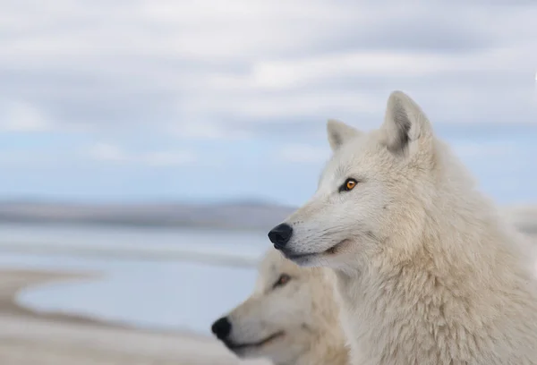 Lobos Polares Contra Fondo Del Lago — Foto de Stock