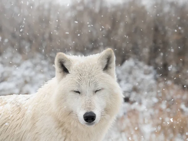 polar wolf with closed eyes against the background of falling snow