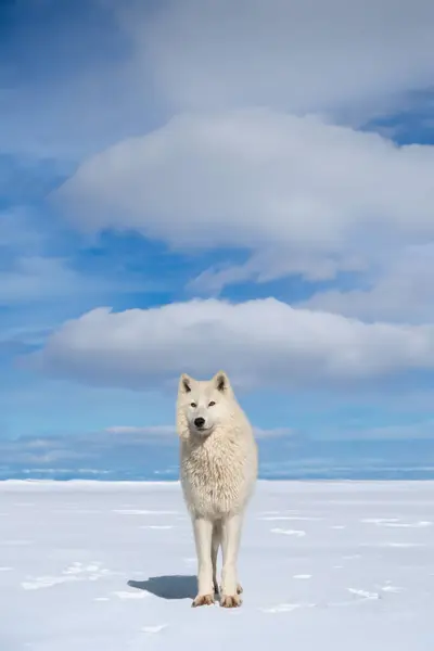 Poolwolf Tegen Achtergrond Van Prachtige Wolken — Stockfoto