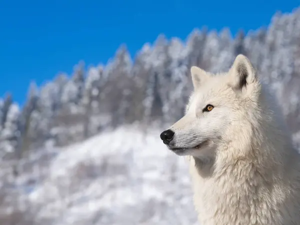 polar wolf against a background of blue sky and snowy forest