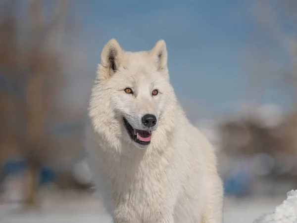 白いオオカミの肖像画がぼやけた背景に — ストック写真