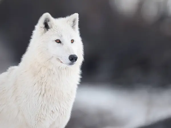 portrait of a polar wolf on a blurred background