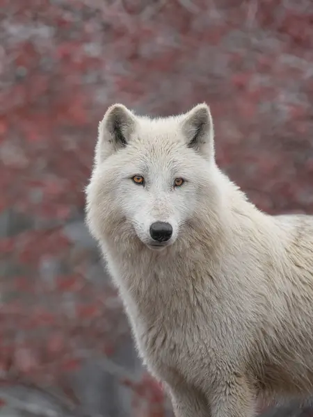 Arctische Wolf Tegen Achtergrond Van Een Herfstbos — Stockfoto