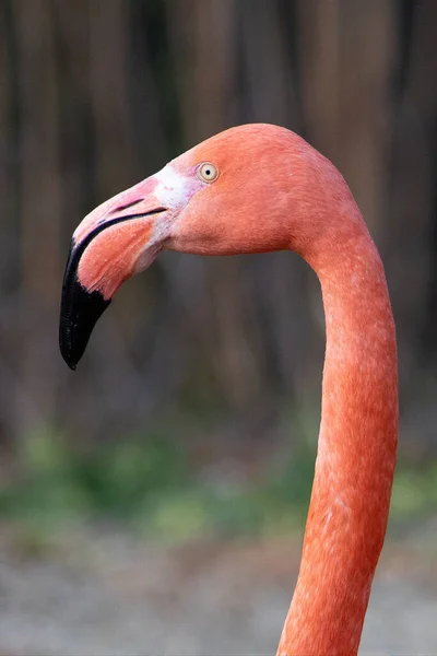 Portret Van Een Rode Flamingo Phoenicopterus Een Grijze Achtergrond — Stockfoto