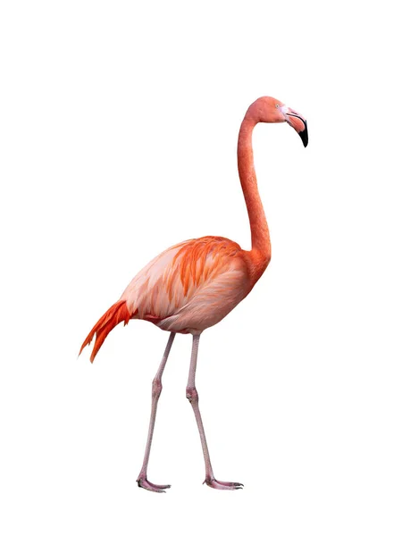 Cantando Flamingo Isolado Fundo Branco — Fotografia de Stock